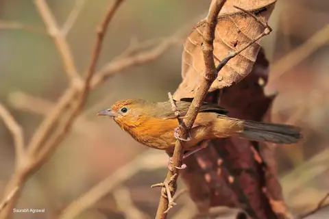 Tawny-bellied Babbler