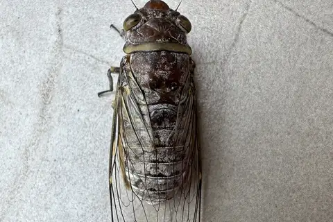 Dundubia nagarasingna