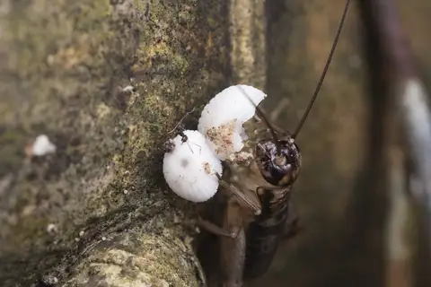 Duolandrevus coulonianus