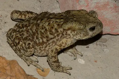 Himalayan Toad