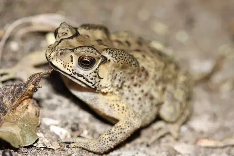 Asian Common Toad