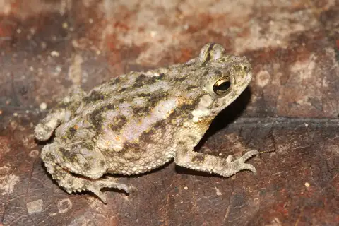 Schneider's Toad