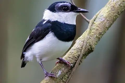 West African Wattle-eye