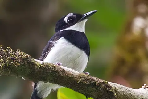 White-spotted Wattle-eye
