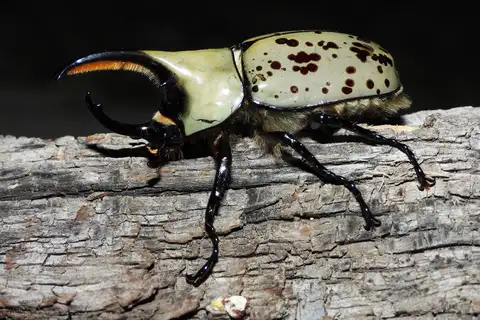 Grant's Hercules Beetle