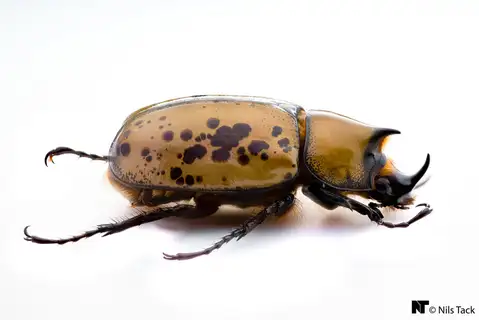 Eastern Hercules Beetle