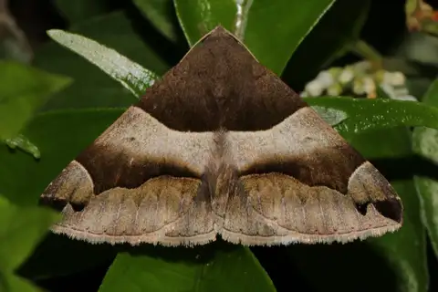 Dysgonia stuposa
