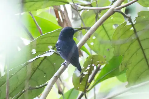 White-streaked Antvireo