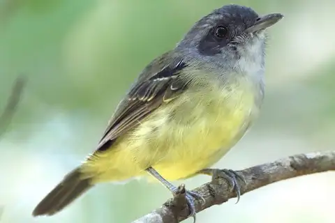 Plain Antvireo