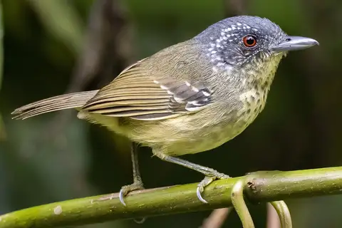 Spot-breasted Antvireo