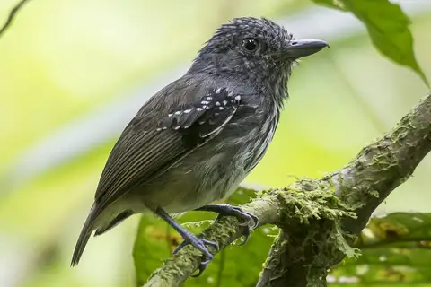 Streak-crowned Antvireo