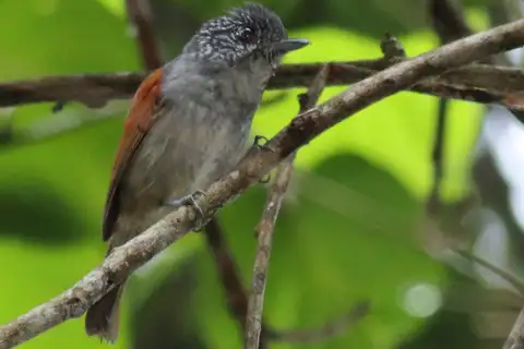 Rufous-backed Antvireo