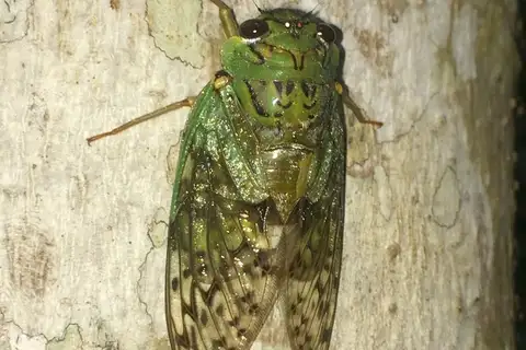 Whining Forest Cicada