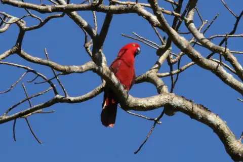 Sumba Eclectus