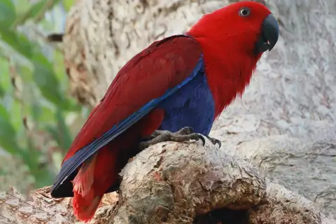 Papuan Eclectus