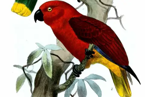 Tanimbar Eclectus