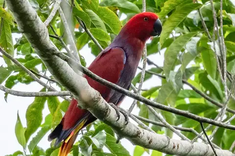 Moluccan Eclectus
