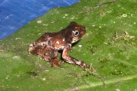 Guatemala Tree Frog