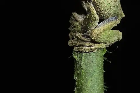 Shaman Fringe-limbed Tree Frog