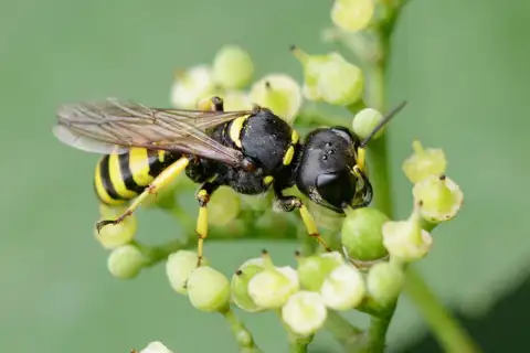 Large Ectemnius