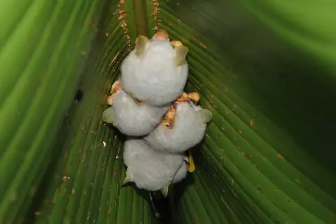Honduran White Bat