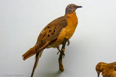 Passenger Pigeon