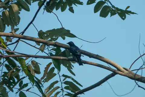 Admiralty Cicadabird