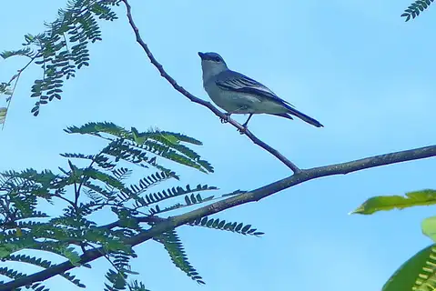 South Moluccan Cicadabird