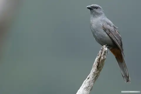 New Caledonian Cuckooshrike