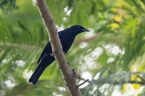 Blackish Cuckooshrike