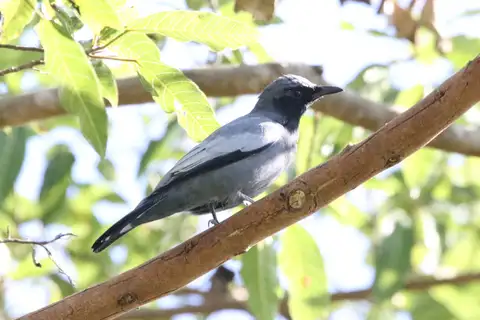 Pale-shouldered Cicadabird