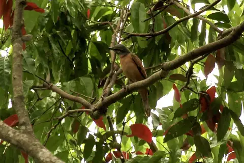 Central Melanesian Cicadabird