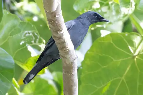 North Moluccan Cicadabird