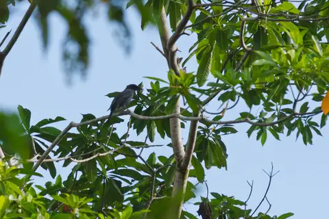 Solomons Cicadabird