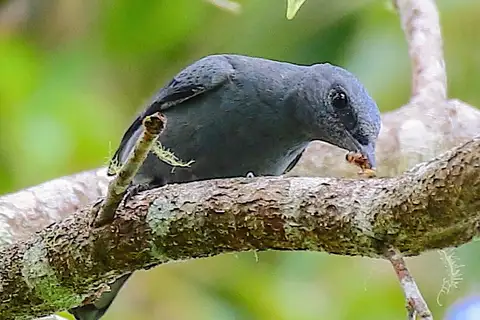 Black-shouldered Cicadabird