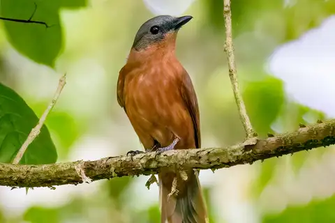 Pohnpei Cicadabird