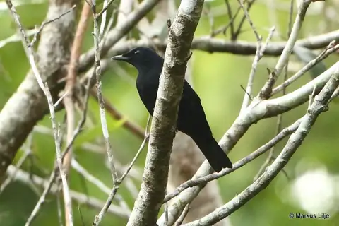 Black Cicadabird