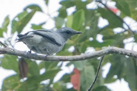 Black-bibbed Cicadabird