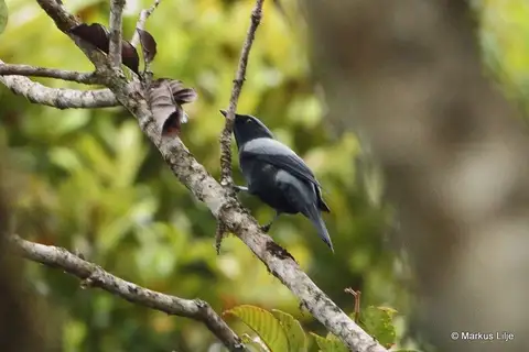 Black-bellied Cuckooshrike