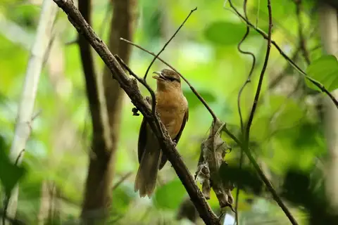 Yap Cicadabird