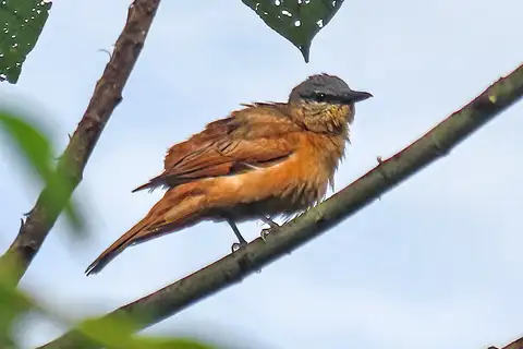 Obi Cicadabird