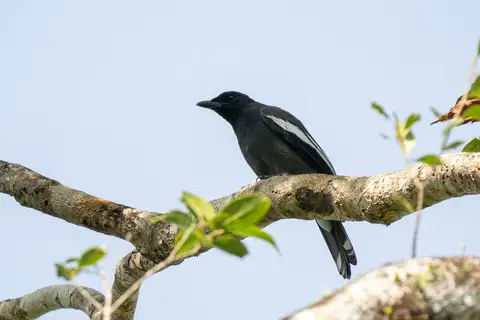 White-winged Cuckooshrike