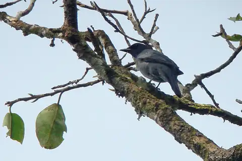 Bismarck Cicadabird
