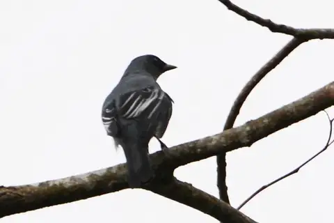 Sangihe Cicadabird