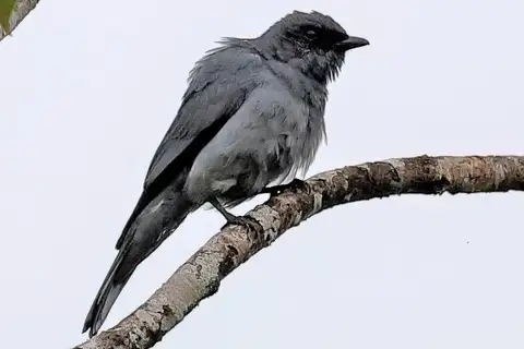Grey-headed Cuckooshrike
