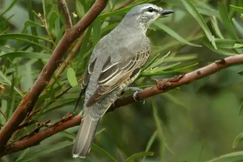 Sahul Cicadabird
