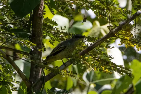 Timor Cicadabird