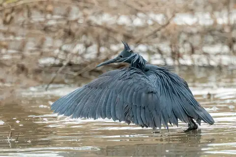 Black Heron