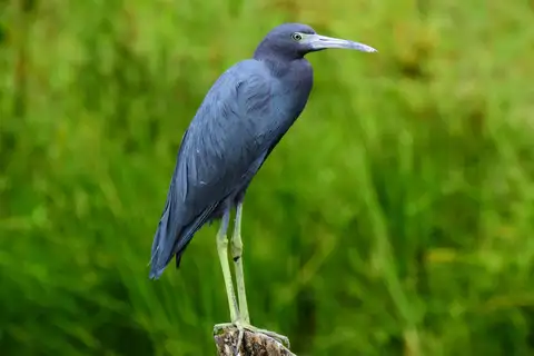 Little Blue Heron