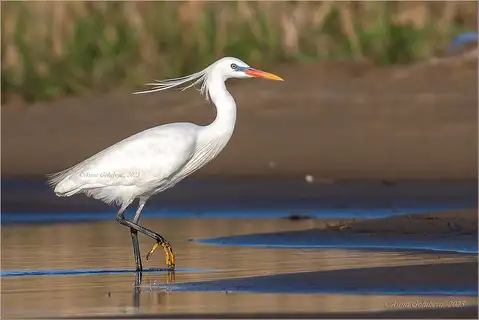 Chinese Egret